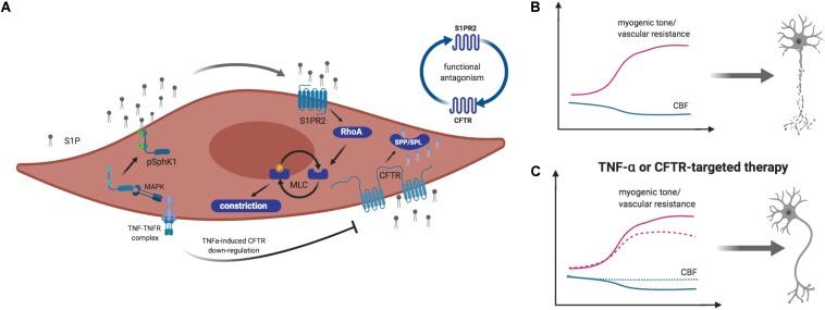 https://cdn.ncbi.nlm.nih.gov/pmc/blobs/ba49/7020256/9b177fbb12cb/fcell-08-00053-g001.jpg