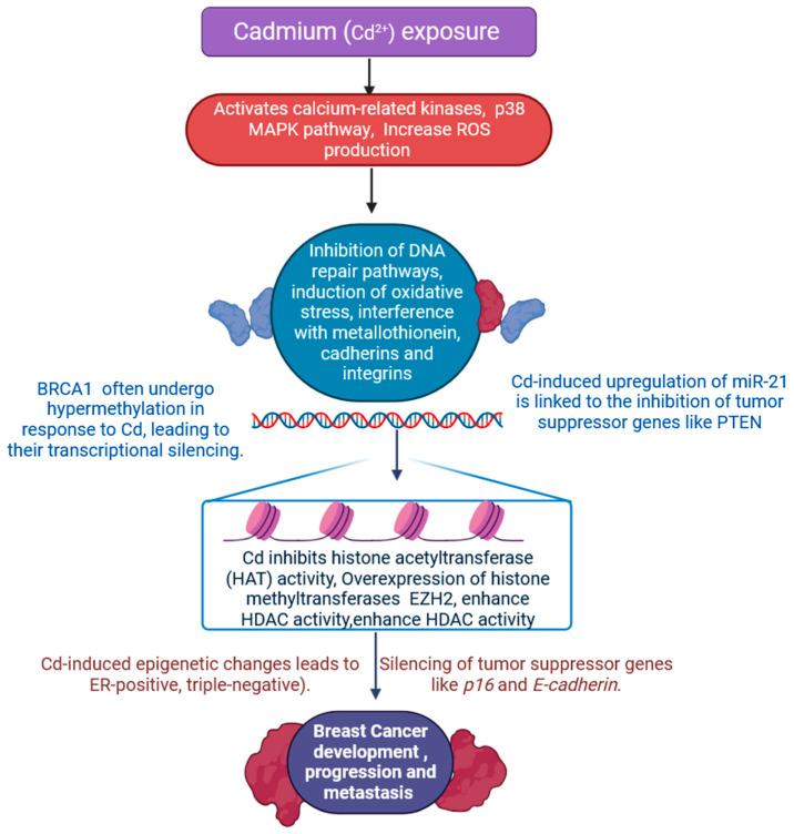 https://cdn.ncbi.nlm.nih.gov/pmc/blobs/ba4a/11755457/56744fe6ed09/jox-15-00001-g003.jpg