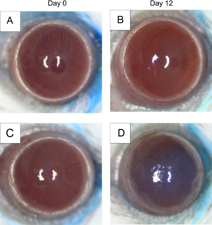 https://cdn.ncbi.nlm.nih.gov/pmc/blobs/ba4b/10309167/b1726e7ac1e1/tvst-12-6-25-f003.jpg