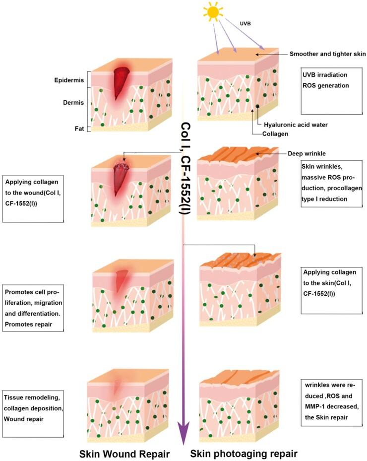 https://cdn.ncbi.nlm.nih.gov/pmc/blobs/ba4d/11422187/5458d0f83141/rbae108f7.jpg