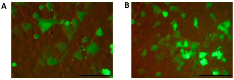 https://cdn.ncbi.nlm.nih.gov/pmc/blobs/ba53/6100083/9750d07e8f9a/molecules-23-01540-g004.jpg