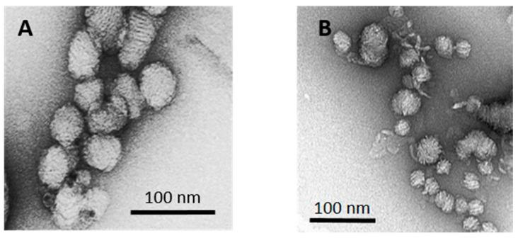https://cdn.ncbi.nlm.nih.gov/pmc/blobs/ba53/6100083/b2100fc8dcc1/molecules-23-01540-g002.jpg