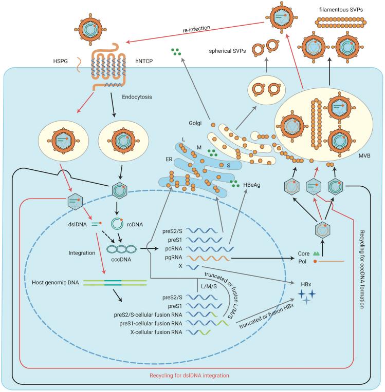 https://cdn.ncbi.nlm.nih.gov/pmc/blobs/ba53/8454683/2106a4ab8919/gr1.jpg