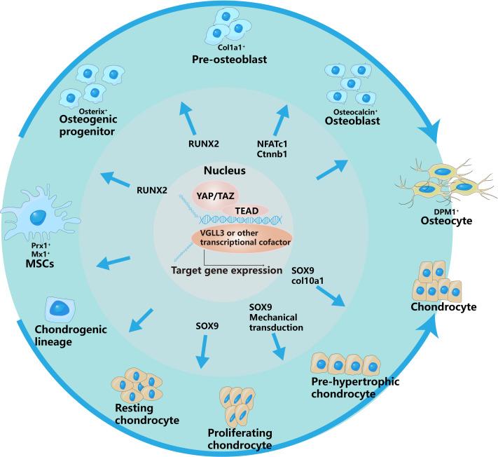 https://cdn.ncbi.nlm.nih.gov/pmc/blobs/ba56/12024444/7e3e1f216e45/peerj-13-19334-g002.jpg