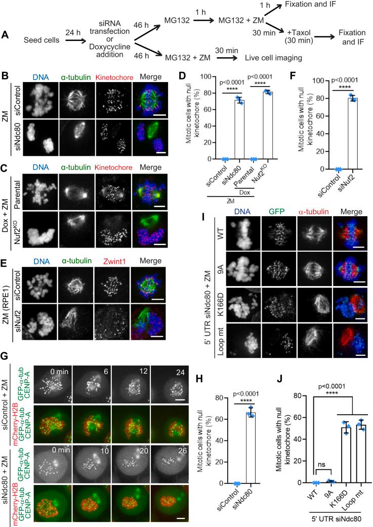 https://cdn.ncbi.nlm.nih.gov/pmc/blobs/ba57/10206188/0be22193d050/gr4.jpg