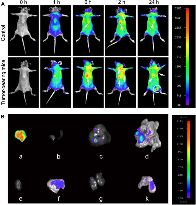https://cdn.ncbi.nlm.nih.gov/pmc/blobs/ba58/8964448/0a25b80136b6/IJN-17-1381-g0005.jpg
