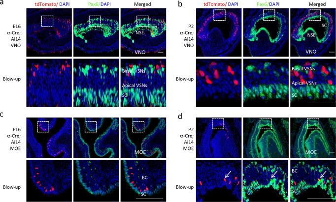 https://cdn.ncbi.nlm.nih.gov/pmc/blobs/ba58/9065156/223c658fbf67/42003_2022_3379_Fig6_HTML.jpg