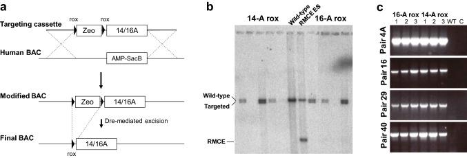 https://cdn.ncbi.nlm.nih.gov/pmc/blobs/ba5d/6884432/865b5c025870/335_2019_9815_Fig2_HTML.jpg