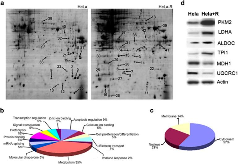 https://cdn.ncbi.nlm.nih.gov/pmc/blobs/ba62/4454295/4f1038ae22f6/cddis2014297f4.jpg