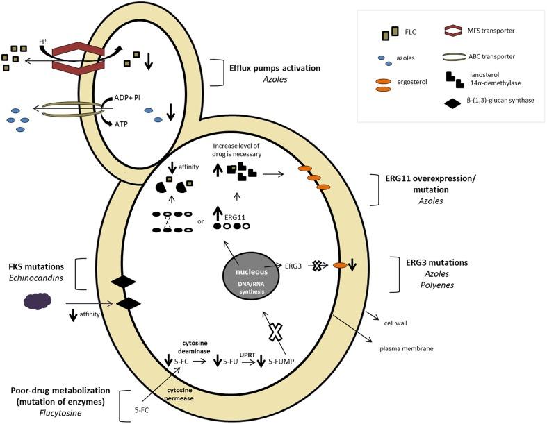 https://cdn.ncbi.nlm.nih.gov/pmc/blobs/ba6a/5253656/215e58b4d123/fmicb-08-00036-g002.jpg
