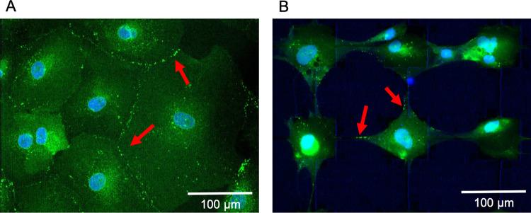 https://cdn.ncbi.nlm.nih.gov/pmc/blobs/ba6e/10547170/31382e384603/pone.0289350.g004.jpg