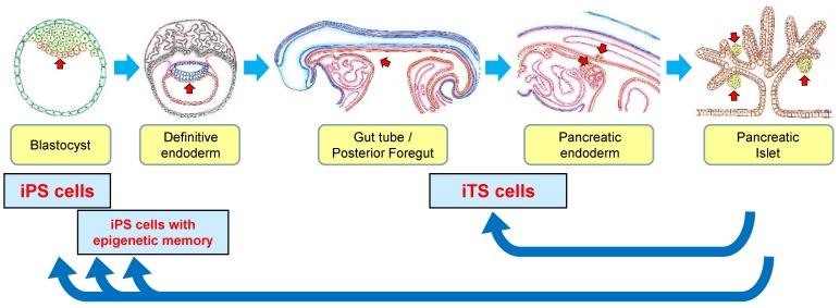 https://cdn.ncbi.nlm.nih.gov/pmc/blobs/ba6e/5979574/2b3c79cdb195/ijms-19-00930-g001.jpg