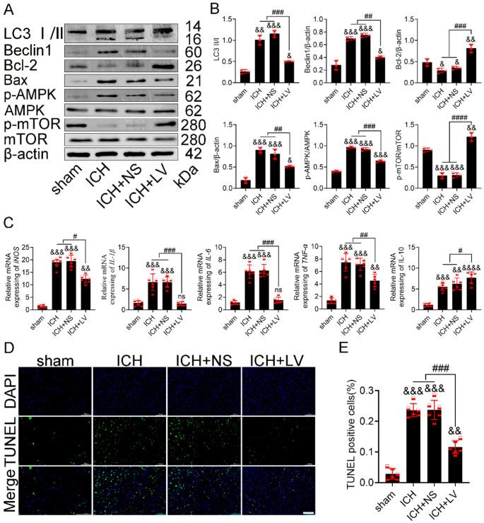 https://cdn.ncbi.nlm.nih.gov/pmc/blobs/ba70/12141382/0f8d564004f2/11064_2025_4434_Fig6_HTML.jpg