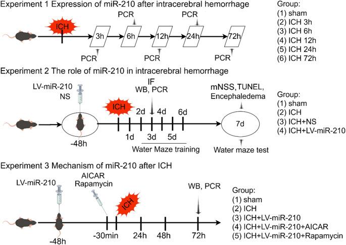 https://cdn.ncbi.nlm.nih.gov/pmc/blobs/ba70/12141382/16f1abbe04c0/11064_2025_4434_Fig1_HTML.jpg