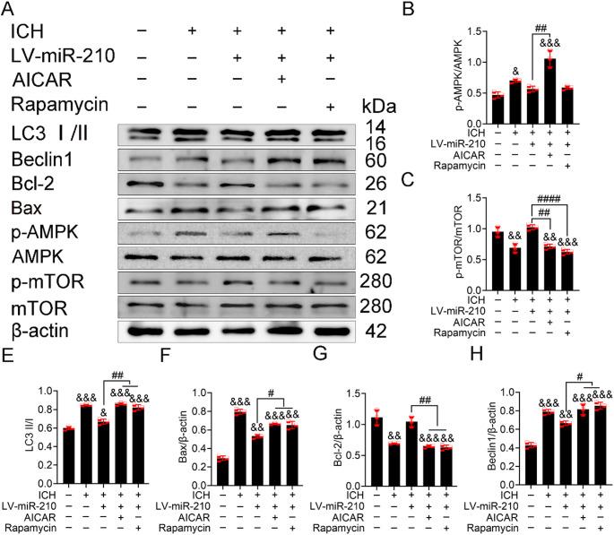https://cdn.ncbi.nlm.nih.gov/pmc/blobs/ba70/12141382/abfe5404a8f7/11064_2025_4434_Fig7_HTML.jpg