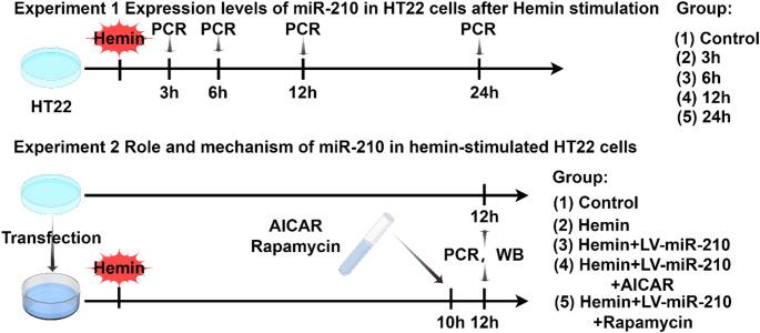 https://cdn.ncbi.nlm.nih.gov/pmc/blobs/ba70/12141382/d8dbce156404/11064_2025_4434_Fig2_HTML.jpg