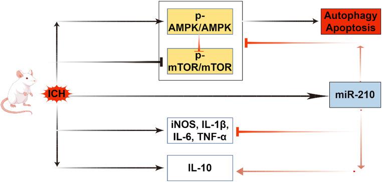 https://cdn.ncbi.nlm.nih.gov/pmc/blobs/ba70/12141382/e5a47403e125/11064_2025_4434_Fig9_HTML.jpg