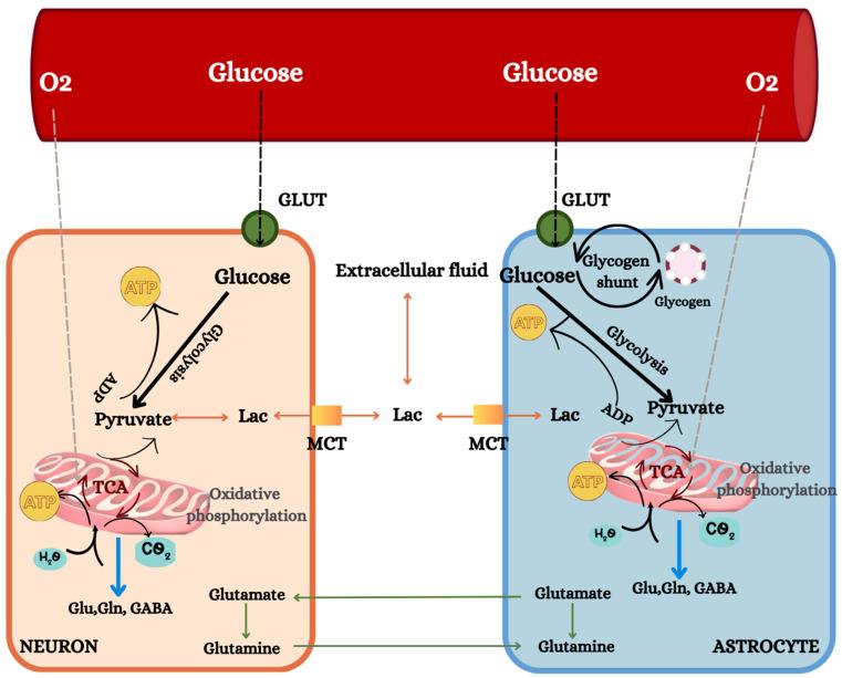 https://cdn.ncbi.nlm.nih.gov/pmc/blobs/ba71/10934698/05fe7e7c3197/nutrients-16-00631-g001.jpg