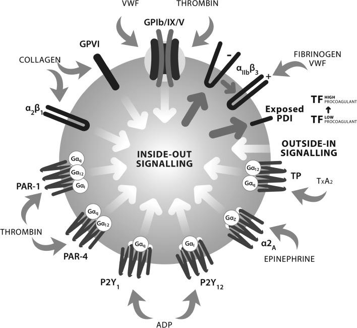 https://cdn.ncbi.nlm.nih.gov/pmc/blobs/ba74/5334395/cc8f69d0aa08/394_2016_1265_Fig3_HTML.jpg