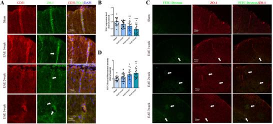 https://cdn.ncbi.nlm.nih.gov/pmc/blobs/ba75/12140337/992978510540/ADVS-12-2414550-g004.jpg