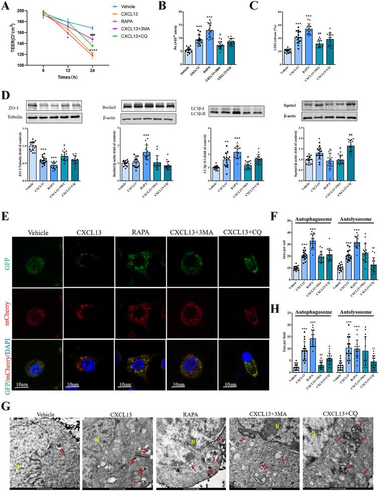 https://cdn.ncbi.nlm.nih.gov/pmc/blobs/ba75/12140337/9d385ac7ef19/ADVS-12-2414550-g008.jpg