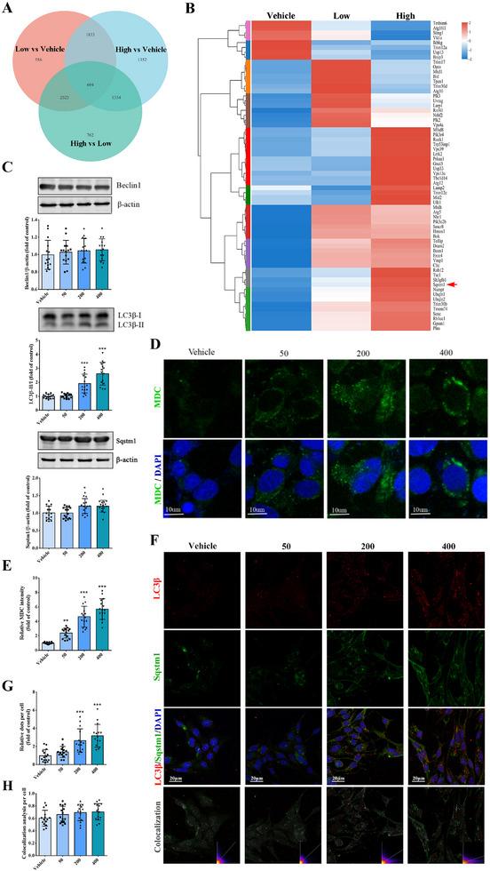 https://cdn.ncbi.nlm.nih.gov/pmc/blobs/ba75/12140337/bed468af486b/ADVS-12-2414550-g005.jpg