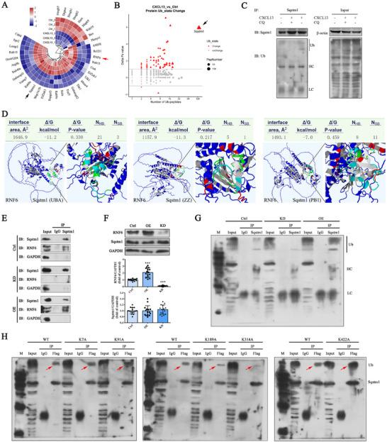 https://cdn.ncbi.nlm.nih.gov/pmc/blobs/ba75/12140337/c4fc863c265a/ADVS-12-2414550-g006.jpg