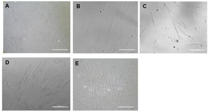 https://cdn.ncbi.nlm.nih.gov/pmc/blobs/ba77/12030495/f266d0d2c55a/pharmaceuticals-18-00483-g005.jpg