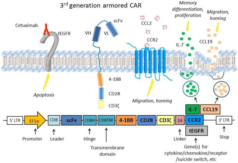 https://cdn.ncbi.nlm.nih.gov/pmc/blobs/ba77/6370640/6acc5de2d259/fimmu-10-00128-g0001.jpg