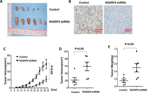 https://cdn.ncbi.nlm.nih.gov/pmc/blobs/ba79/4745788/3c33ac420537/oncotarget-06-30165-g007.jpg