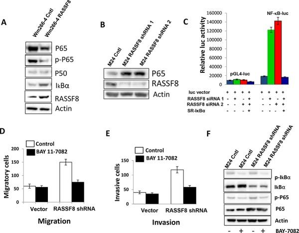 https://cdn.ncbi.nlm.nih.gov/pmc/blobs/ba79/4745788/776901967eea/oncotarget-06-30165-g004.jpg