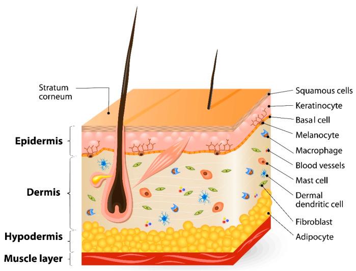 https://cdn.ncbi.nlm.nih.gov/pmc/blobs/ba7a/11207871/475035f9990c/pharmaceutics-16-00817-g001.jpg