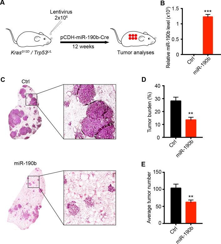 https://cdn.ncbi.nlm.nih.gov/pmc/blobs/ba7a/7660552/2992ddd29e89/pgen.1009168.g002.jpg
