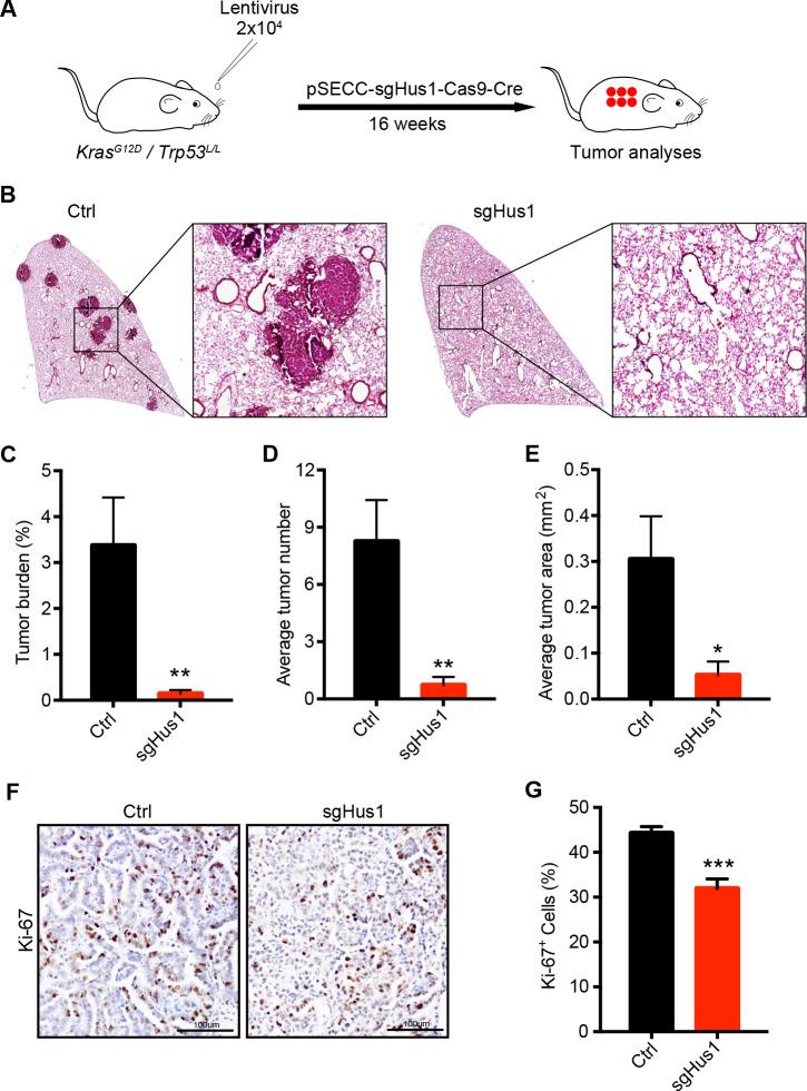 https://cdn.ncbi.nlm.nih.gov/pmc/blobs/ba7a/7660552/aef6343f07b8/pgen.1009168.g005.jpg