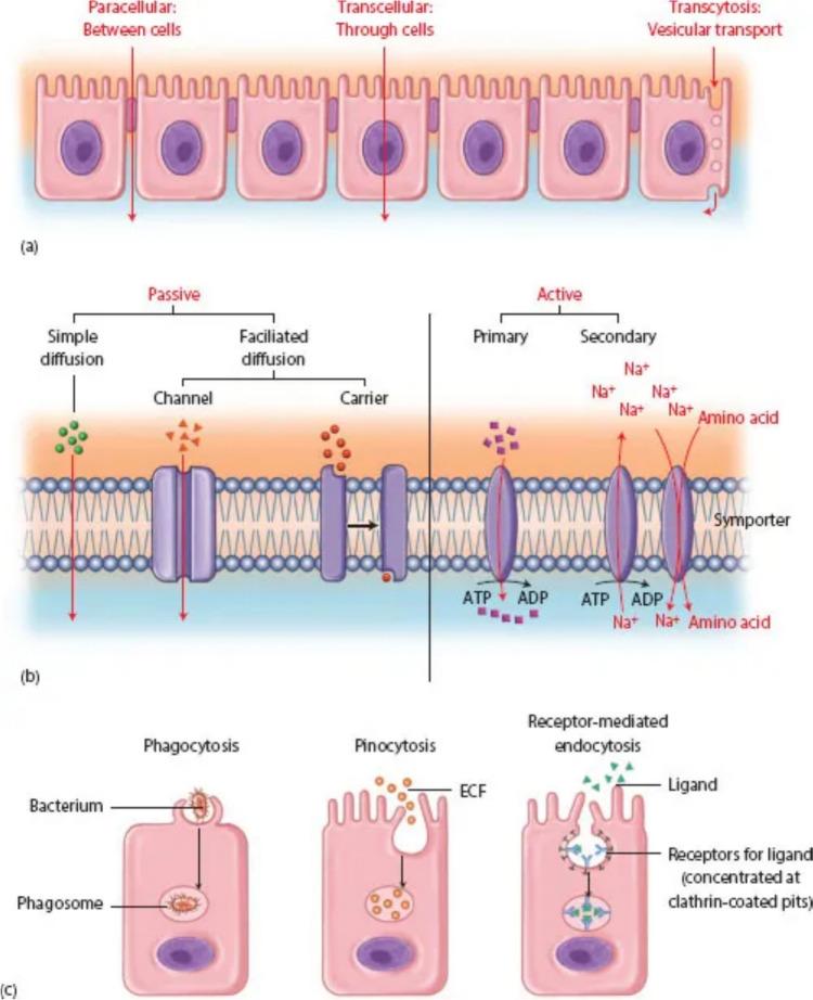 https://cdn.ncbi.nlm.nih.gov/pmc/blobs/ba88/11461658/373b1e20ca56/10571_2024_1496_Fig2_HTML.jpg