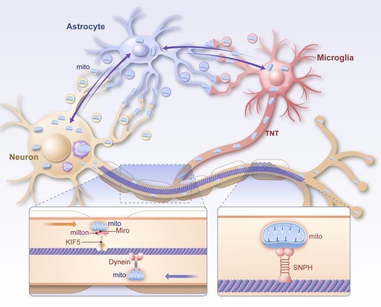 https://cdn.ncbi.nlm.nih.gov/pmc/blobs/ba88/12066325/57b31c65bd46/fimmu-16-1542369-g003.jpg