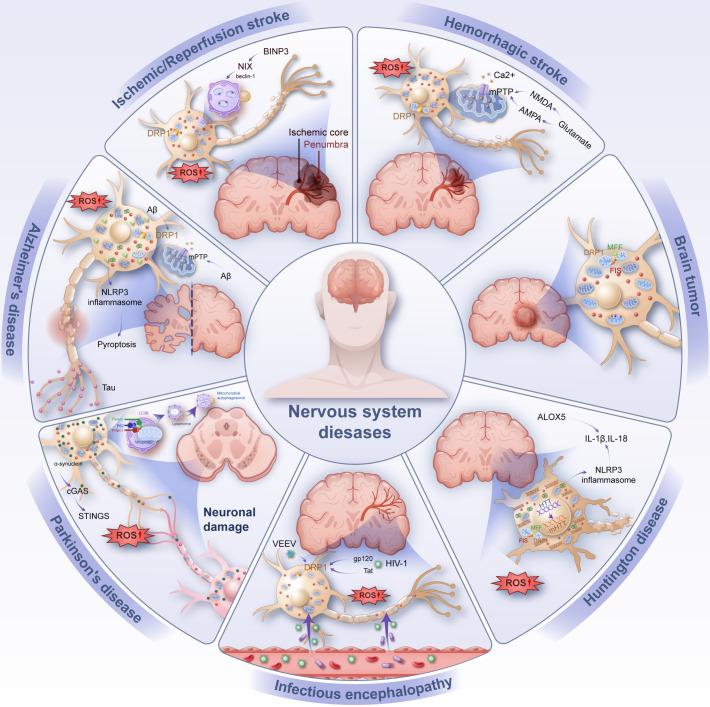 https://cdn.ncbi.nlm.nih.gov/pmc/blobs/ba88/12066325/780c1355f371/fimmu-16-1542369-g002.jpg