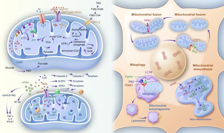 https://cdn.ncbi.nlm.nih.gov/pmc/blobs/ba88/12066325/822249f9ba47/fimmu-16-1542369-g001.jpg