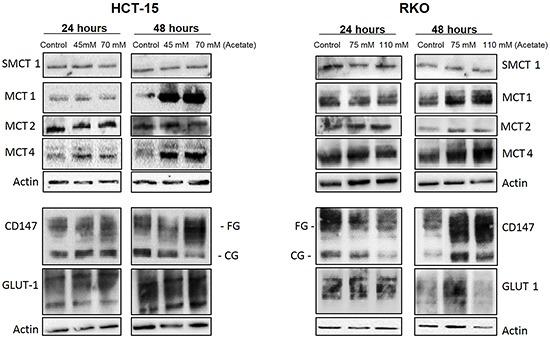 https://cdn.ncbi.nlm.nih.gov/pmc/blobs/ba8a/5342580/023702d92af5/oncotarget-07-70639-g004.jpg