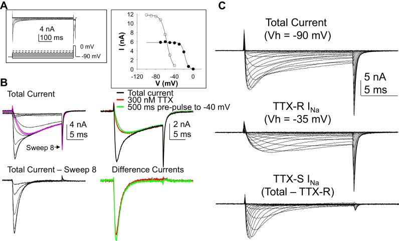https://cdn.ncbi.nlm.nih.gov/pmc/blobs/ba8a/5433841/f7393f2b3344/elife-23235-fig1.jpg