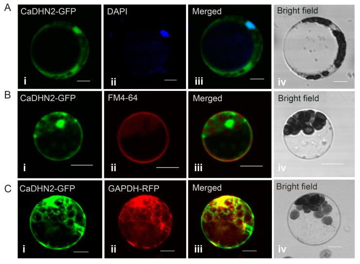 https://cdn.ncbi.nlm.nih.gov/pmc/blobs/ba8c/10675185/1aba38c8bee6/plants-12-03895-g003.jpg