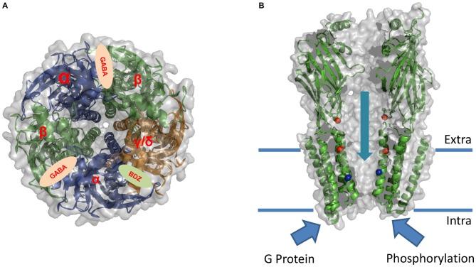 https://cdn.ncbi.nlm.nih.gov/pmc/blobs/ba90/4858537/bd4f207e3f72/fncel-10-00114-g0002.jpg
