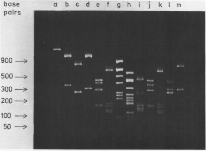 https://cdn.ncbi.nlm.nih.gov/pmc/blobs/ba91/326669/6443bc3ec296/nar00394-0080-a.jpg