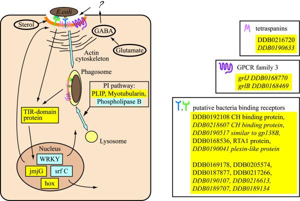 https://cdn.ncbi.nlm.nih.gov/pmc/blobs/ba95/2443395/18519092475c/1471-2164-9-291-11.jpg