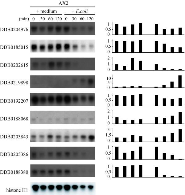 https://cdn.ncbi.nlm.nih.gov/pmc/blobs/ba95/2443395/c9a6de3b020f/1471-2164-9-291-1.jpg