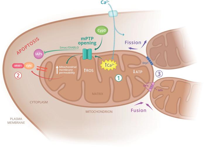 https://cdn.ncbi.nlm.nih.gov/pmc/blobs/ba96/7683736/ce3a353a1005/41536_2020_107_Fig1_HTML.jpg