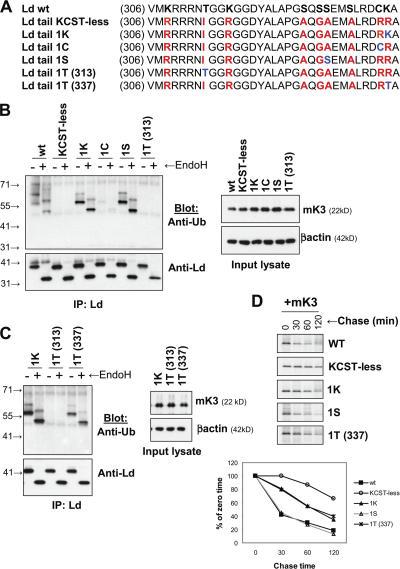https://cdn.ncbi.nlm.nih.gov/pmc/blobs/ba97/2064207/18d593c3145f/jcb1770613f06.jpg