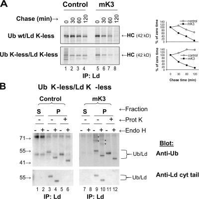 https://cdn.ncbi.nlm.nih.gov/pmc/blobs/ba97/2064207/425ed40e4d08/jcb1770613f03.jpg