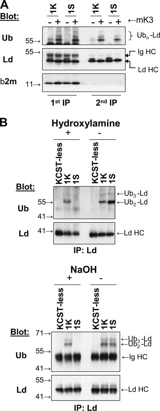 https://cdn.ncbi.nlm.nih.gov/pmc/blobs/ba97/2064207/c87121eba4ed/jcb1770613f07.jpg
