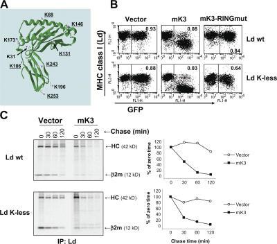 https://cdn.ncbi.nlm.nih.gov/pmc/blobs/ba97/2064207/d74096ca6fc4/jcb1770613f01.jpg
